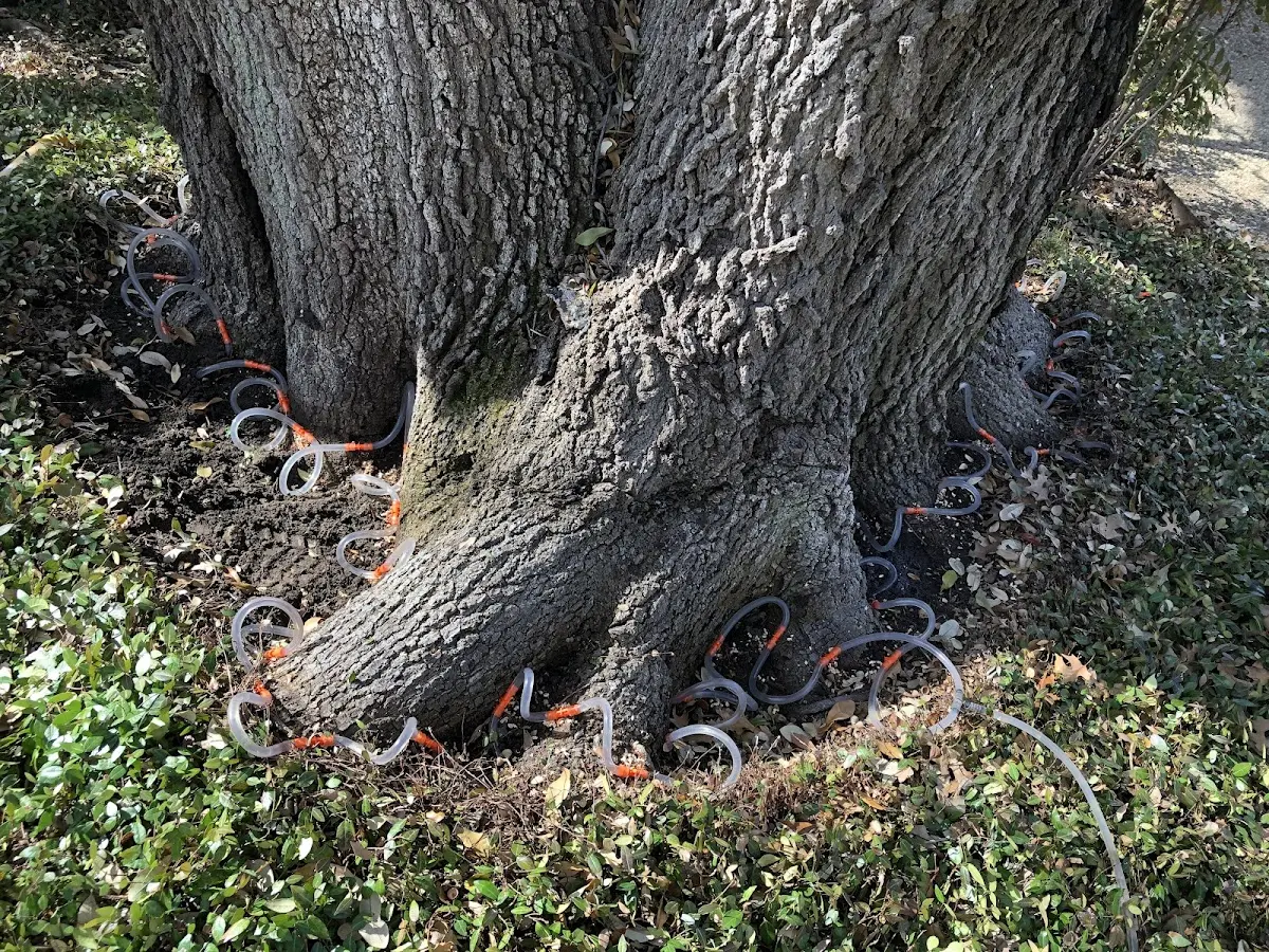 Detailed Tree Cabling and Bracing job site in Goodlettsville